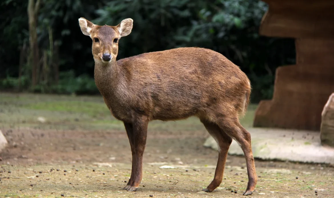Bawean Deer