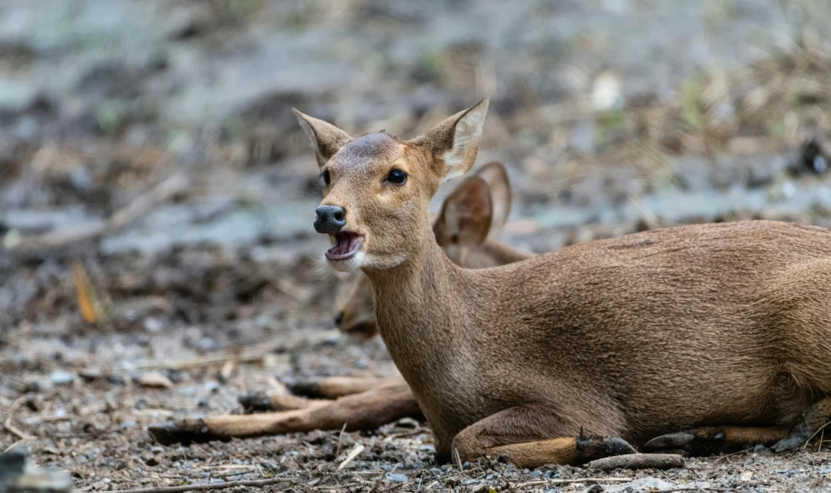 Bawean Deer
